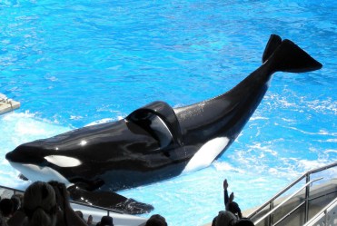 Tilikum_(orca)_(Shamu).jpg